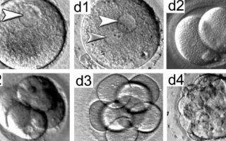 Перенос слабых эмбрионов