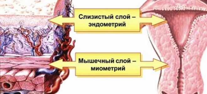 Какой должен быть эндометрий для подсадки эмбрионов