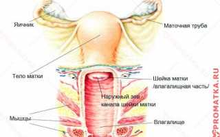 Рыхлая шейка матки: причины, симптомы и осложнения серьезной патологии