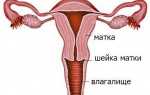 Шейка матки перед месячными